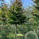 Parrotia persica 'Vanessa' 30-35 HO draadkluit