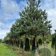 Pinus sylvestris 40-45 HO draadkluit