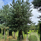 Pinus sylvestris 40-45 HO draadkluit