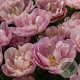 Tulipa 'TableDance' verpakt per 100