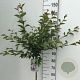 Prunus 'The Bride' 90 cm stam 7,5L