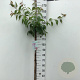 Prunus 'Kiku-shidare-zakura' 125 cm stam 7,5L