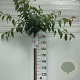 Prunus 'Kiku-shidare-zakura' 180 cm stam 10L