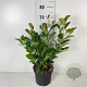 Prunus l. Etna 60 cm 5,0L