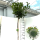 Prunus l. Kleopatra 180 cm stam 15L