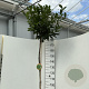 Prunus l. Kleopatra 180 cm stam 15L