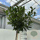Prunus l. Kleopatra 180 cm stam 15L