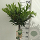 Prunus l. 'Otto Luyken' 120 cm stam 10L