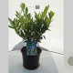 Prunus l. 'Otto Luyken' 40 cm 5,0L
