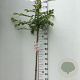 Prunus subh. 'Autumnalis Rosea' 125 cm stam 7,5L