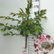 Prunus subh. 'Autumnalis Rosea' 125 cm stam 7,5L