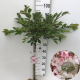 Prunus subh. 'Autumnalis Rosea' 60 cm stam 5,0L