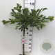Prunus subh. 'Autumnalis Rosea' 60 cm stam 5,0L