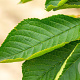 Prunus ser. 'Fugenzo' 30-35 HO draadkluit