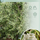 Pyrus salicifolia 'Pendula' 180 cm stam 10L