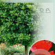 Quercus pal. 'Green Dwarf' 150 cm stam 10L