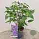 Salvia 'Amistad' 25-30 cm 2,5L
