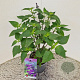 Salvia 'Amistad' 25-30 cm 2,5L