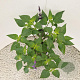 Salvia 'Amistad' 25-30 cm 2,5L