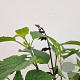 Salvia 'Amistad' 25-30 cm 2,5L