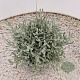Santolina chamaecyparissus 10-15 cm 2,5L