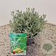 Santolina chamaecyparissus 10-15 cm 2,5L