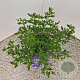 Salvia micr. 'Blue Monrovia' 25-30 cm 2,5L