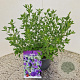 Salvia micr. 'Blue Monrovia' 25-30 cm 2,5L