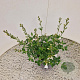 Salvia micr. 'Gletsjer' 25-30 cm 2,5L