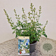 Salvia micr. 'Gletsjer' 25-30 cm 2,5L