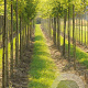 Styphnolobium j. 'Fleright' 30-35 HO draadkluit