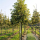 Styphnolobium j. Princeton Upright 30-35 HO draadkluit