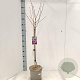 Syringa meyeri 'Palibin' 60 cm stam 5,0L