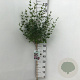 Syringa meyeri 'Palibin' 60 cm stam 5,0L