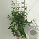 Syringa microphylla 'Superba' 90 cm stam 7,5L