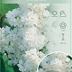 Syringa v. 'Mme Lemoine' 60-80 cm 7,5L