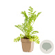 Tanacetum vulgare GM  P11