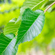 Ulmus 'Sapporo Autumn Gold' 25-30 HO draadkluit