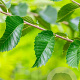 Ulmus 'Sapporo Autumn Gold' 25-30 HO draadkluit