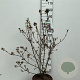 Viburnum burkw. 'Anne Russell' 60-80 cm 10L