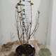 Viburnum burkw. 'Anne Russell' 60-80 cm 20L najaarspotting