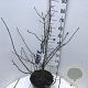 Viburnum bodn. 'Dawn' 60-80 cm 10L