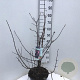 Viburnum bodn. 'Dawn' 60-80 cm 10L