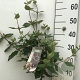 Viburnum burkwoodii 50-60 cm 5,0L