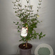 Viburnum burkwoodii 60-80 cm 7,5L