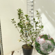 Viburnum carlcephalum 80-100 cm 15L