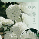 Viburnum 'Eskimo' 50-60 cm 7,5L