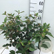 Viburnum 'Eskimo' 50-60 cm 7,5L