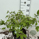Viburnum plic. 'Mariesii' 50-60 cm 7,5L