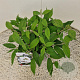 Viburnum plic. 'Watanabe' 25-30 cm 2,5L